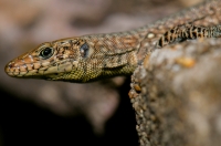 Hellenolacerta graeca, Chora Getson