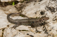 Hellenolacerta graeca, Chora Getson