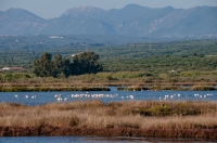 Flamingos, Messenia