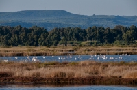 Flamingos, Messenia