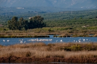 Plameňáci, Messenia