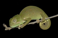 Chamaeleo africanus, Messenia