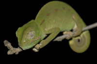 Chamaeleo africanus, Messenia