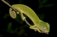 Chamaeleo africanus, Messenia