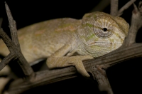 Chamaeleo africanus, Messenia