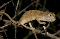 Chamaeleo africanus, Messenia