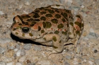 Bufotes viridis, Messenia