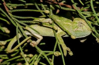 Chamaeleo africanus, Messenia