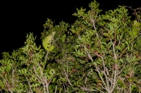 Chamaeleo africanus, Messenia