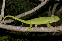 Chamaeleo africanus, Messenia