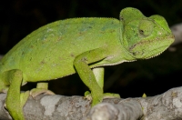 Chamaeleo africanus, Messenia