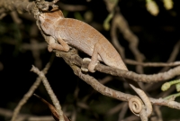 Chamaeleo africanus, Messenia