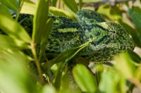 Chamaeleo africanus, Messenia