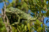 Chamaeleo africanus, Messenia