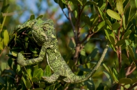 Chamaeleo africanus, Messenia