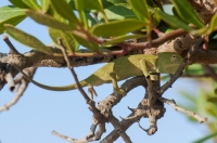 Chamaeleo africanus, Messenia