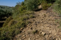 Habitat of Telescopus fallax, Stenosia