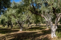 Olive grove, Stenosia