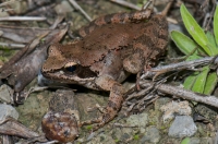Rana graeca, Stenosia