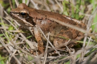 Rana graeca, Stenosia