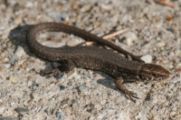 Algyroides moreoticus, Taygetus 