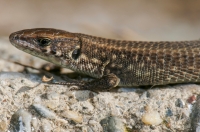 Algyroides moreoticus, Taygetus Mts.