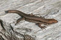 Podarcis muralis, Taygetus Mts.