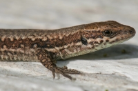 Podarcis muralis, Taygetus Mts.