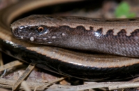 Anguis cephallonica, Taygetus Mts.