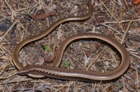 Anguis cephallonica, Taygetus Mts.
