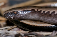 Anguis cephallonica, Taygetus Mts.