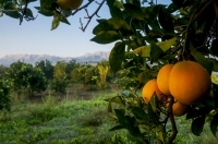 Orange orchard near Sparti