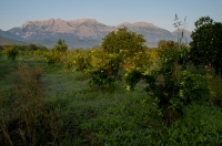 Taygetus Mts. near Sparti