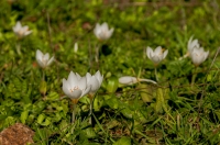 Crocus boryi, Karyes