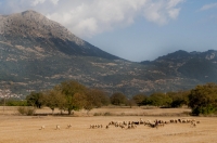 Feneos planina