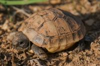 Testudo hermanni, Doxa