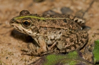 Pelophylax ridibundus, Doxa