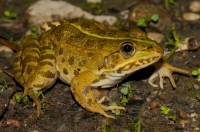 Pelophylax ridibundus, Doxa