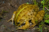 Defensive posture of Pelophylax ridibundus, Doxa