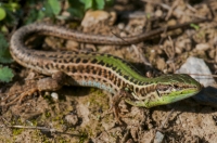 Podarcis tauricus, Doxa