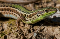 Podarcis tauricus, Doxa