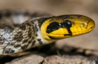 Zamenis longissimus, Doxa