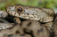 Natrix tessellata, Doxa