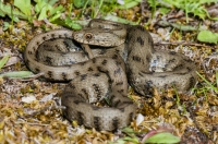 Natrix tessellata, Doxa