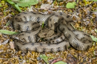 Natrix tessellata, Doxa