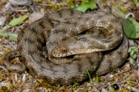 Natrix tessellata, Doxa