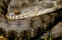 Natrix tessellata, Doxa