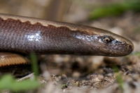 Anguis cephallonica, Doxa