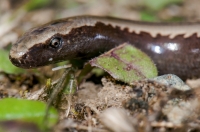 Anguis cephallonica, Doxa