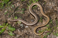 Anguis cephallonica, Doxa